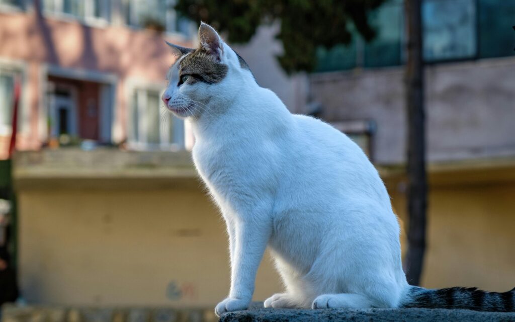 Free stock photo of animal, cat, cute