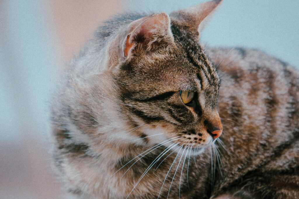 Detailed close-up of a tabby cat looking away. Ideal for pet lovers.