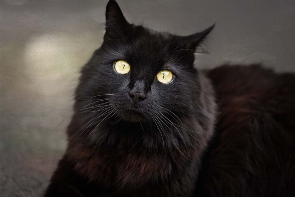 Gatos unicolores más populares-negro
