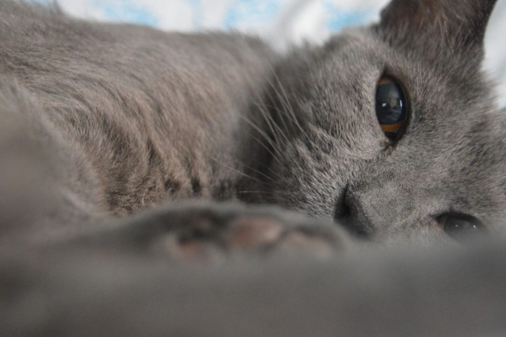 gatos unicolores-gris
