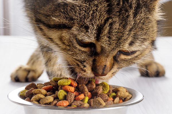 Si alguna vez te has preguntado "¿Cuánto debo alimentar a mi gato?" Tenemos las respuestas.  Fotografía © g215 |  Thinkstock.