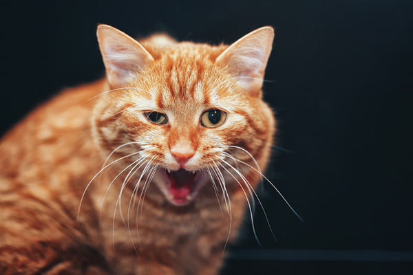 Un gato naranja con la boca abierta: estornudos o hipo.
