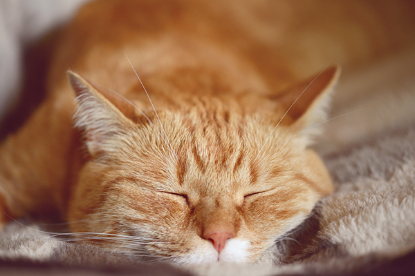 Un gato atigrado naranja con un "METRO" marca en su frente. 