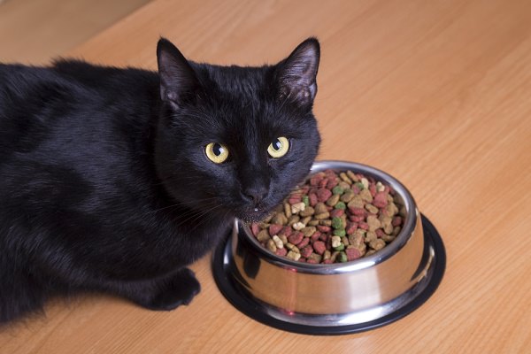 Un gato negro comiendo comida seca de un tazón.