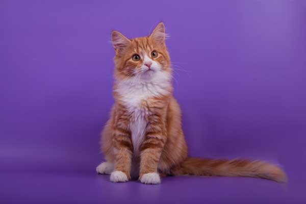 Gato siberiano naranja de Shutterstock