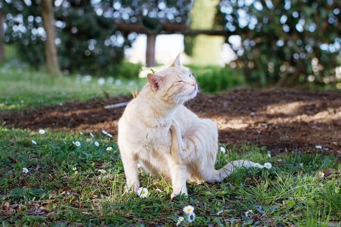 gato rascándose sentado en la hierba