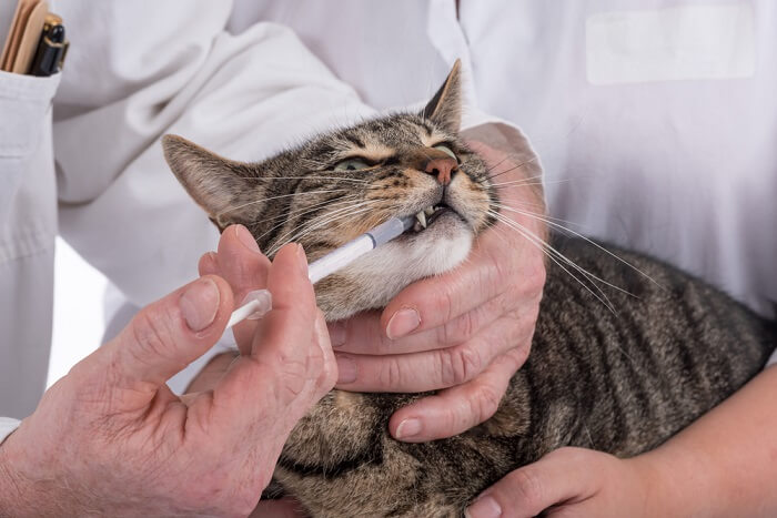 gato atigrado recibiendo un medicamento