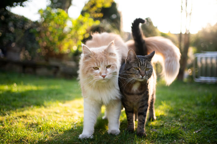 Dos gatos caminando juntos