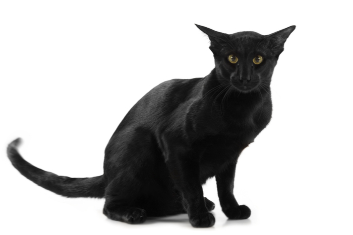 Gato negro con cola moviéndose