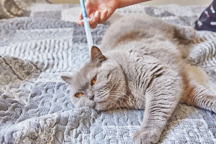 gato recibiendo un tratamiento tópico contra pulgas y garrapatas