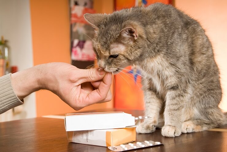 el dueño de la mascota le da un medicamento a su gato
