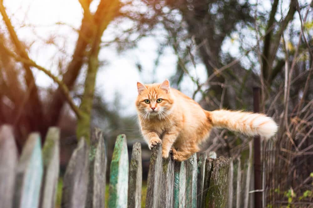 Vacunación contra la rabia felina para gatos al aire libre