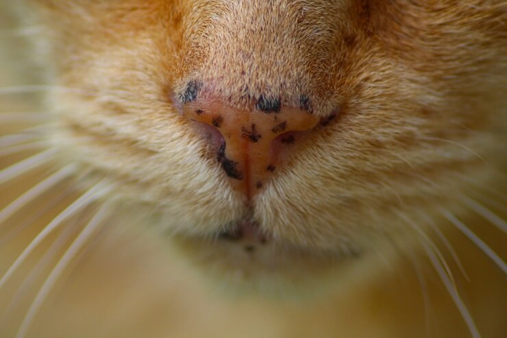 gato con pecas en la nariz