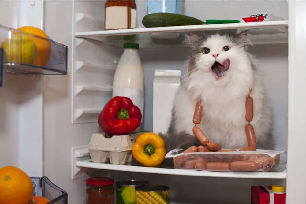 Gato en el refrigerador rodeado de alimentos potencialmente venenosos para los gatos