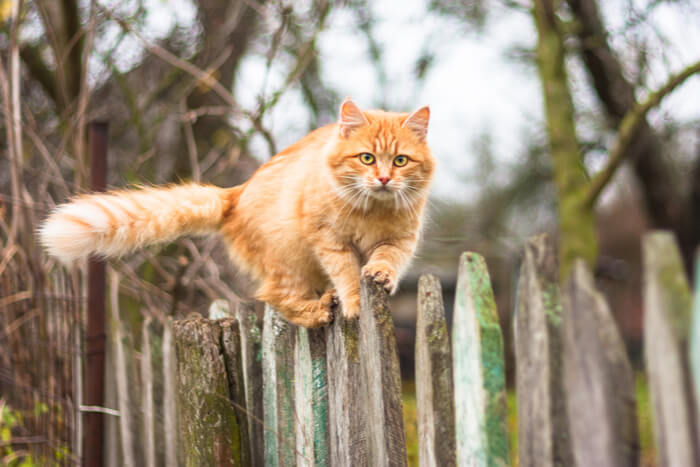 Gato anaranjado que sube en la cerca