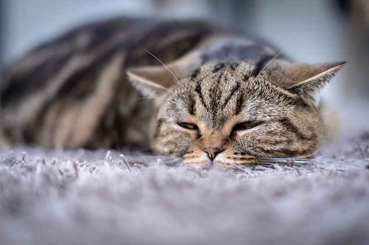¿Cuáles son los síntomas de la enfermedad cardíaca en los gatos?