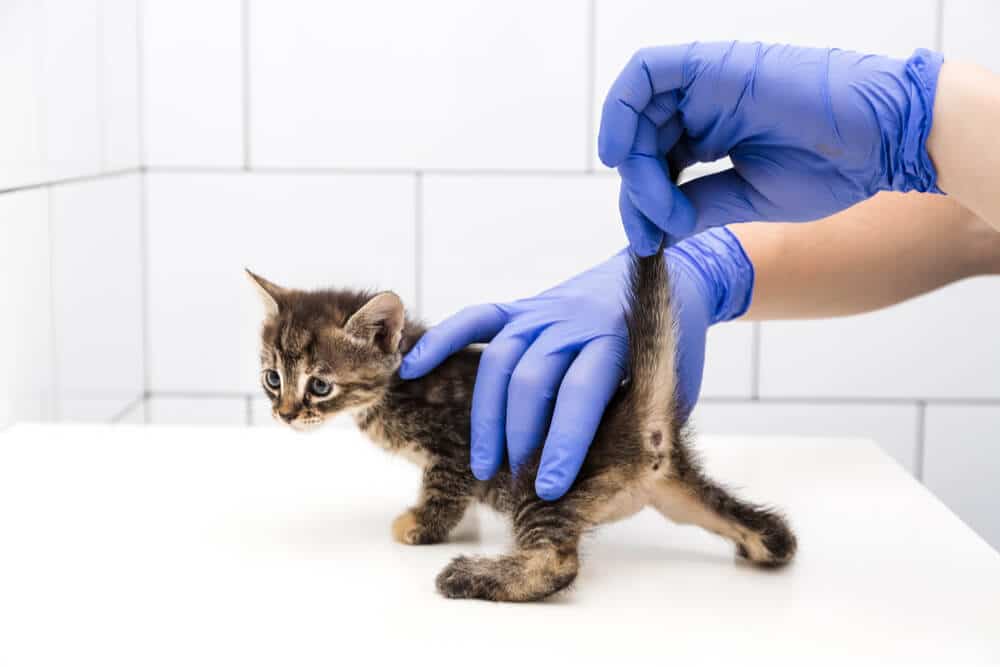 Veterinario levantando la cola de un gatito para determinar su sexo