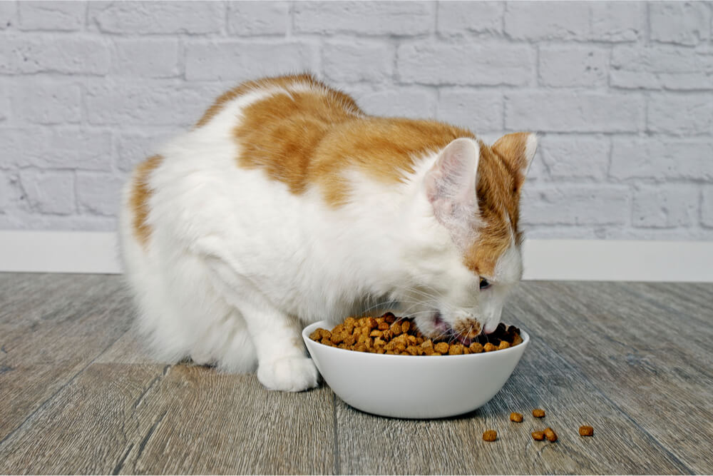 Gato naranja y blanco comiendo comida seca