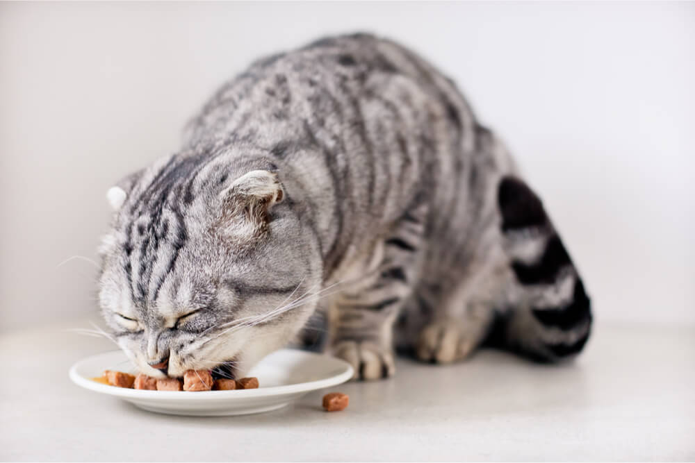 Gato atigrado plateado comiendo comida húmeda