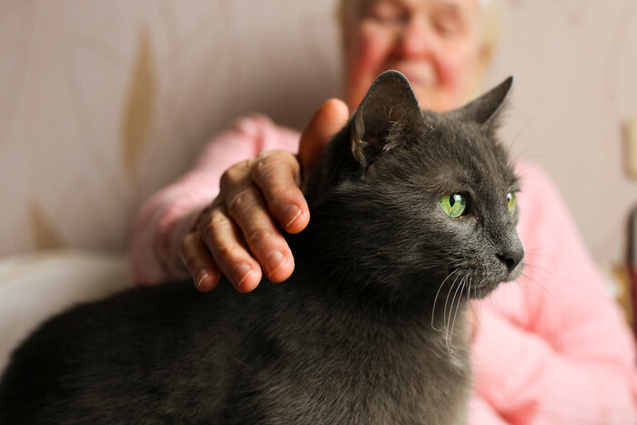 ¿Qué es la presión arterial alta en los gatos?