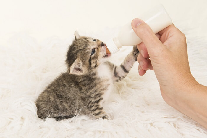 Destete natural vs.  Destetar a un gatito alimentado con biberón