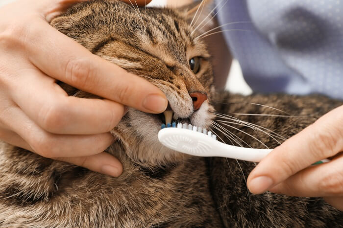 gato con sus dientes cepillados 