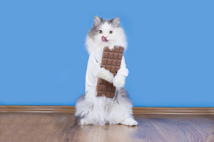 gato sosteniendo una barra de chocolate