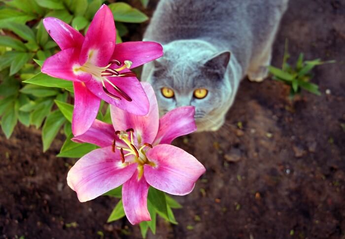 flores de gato y lirio