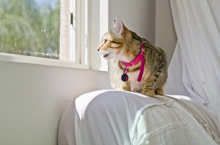 Gato sentado cerca de una ventana cantando