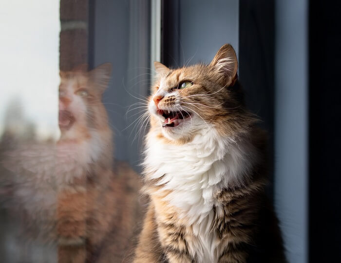 gato cantando junto a una ventana