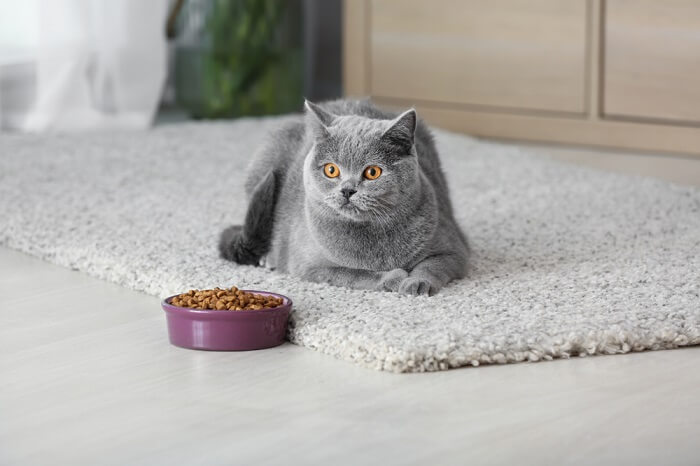 gato gris tendido frente a un tazón de comida lleno
