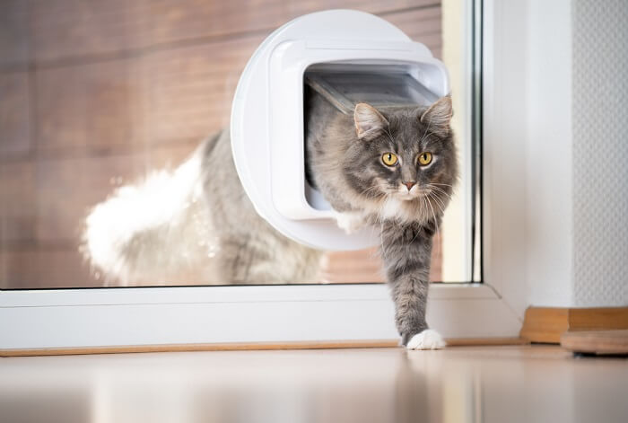 Cómo entrenar a tu gato para que use una puerta para mascotas