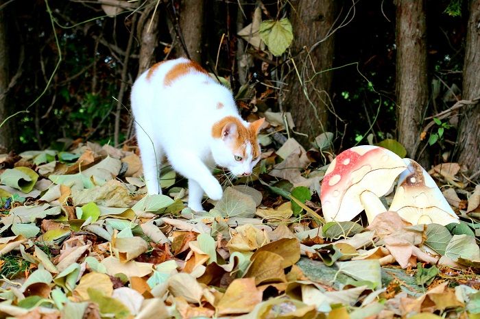 gato y un hongo en un bosque
