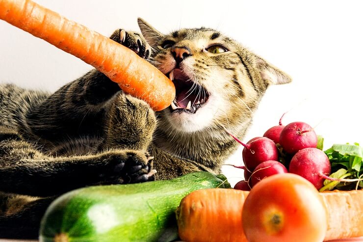 Gato masticando una zanahoria rodeado de verduras