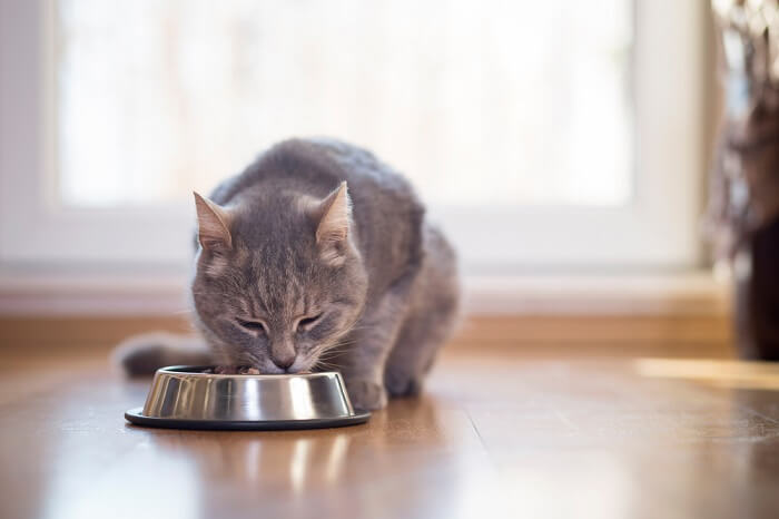 gato comiendo comida de un tazón de comida para gatos de metal