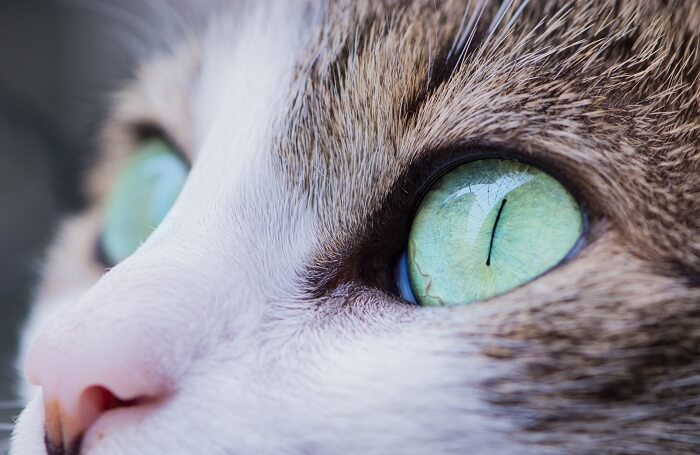 ojos de gato verde bien abiertos