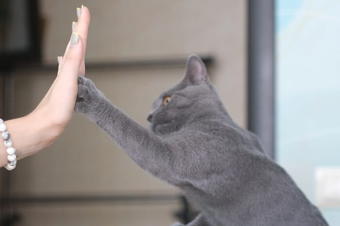 Gato gris choca los cinco con una mano humana