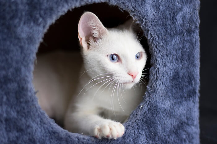 la esencia de proporcionar a un gato adoptivo un hogar seguro