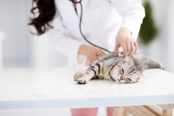 veterinario examinando un gato