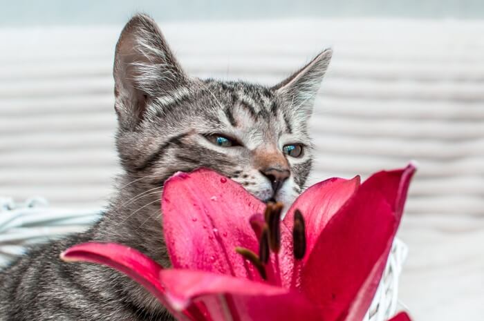 gato oliendo una flor de lirio