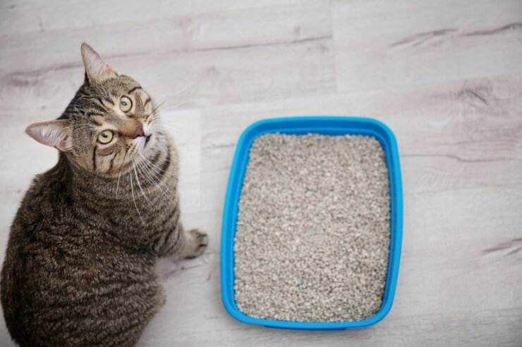 gato sentado al lado de una caja de arena y mirando hacia arriba