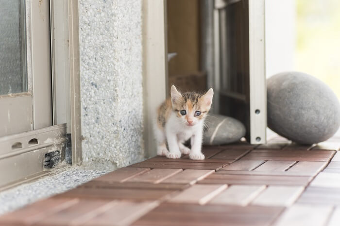 un gatito frente a la puerta de una casa