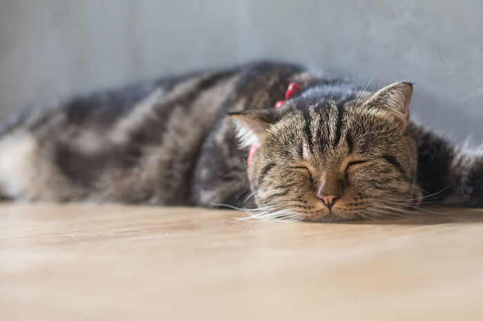 Gato atigrado marrón cansado tirado en el suelo
