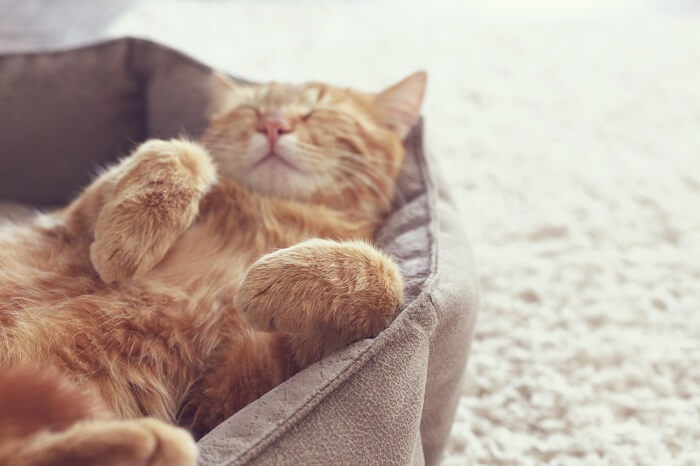 Gato naranja acostado boca arriba en una cama