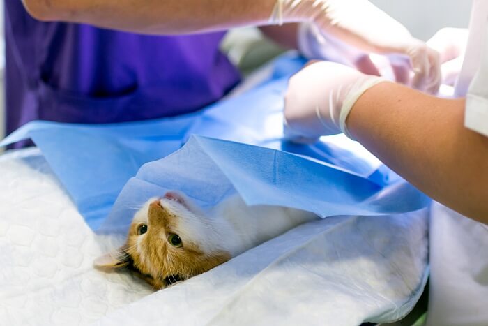 gato sometido a una cirugía para extirpar el tumor benigno de la piel