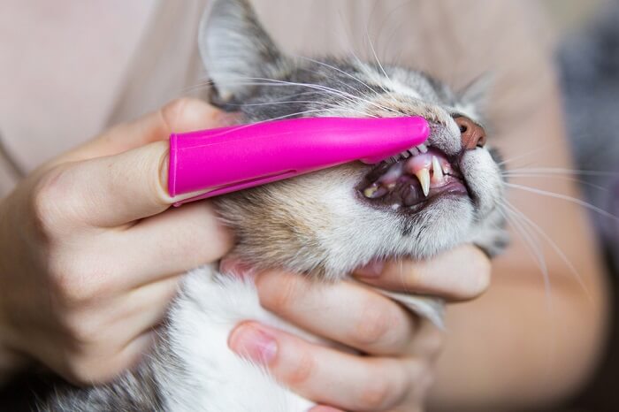 Limpieza de dientes de gato con un cepillo de dedo rosa