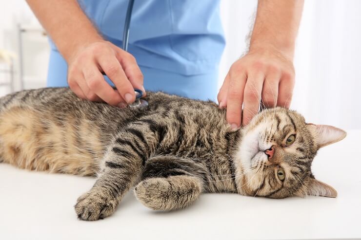 veterinario examinando un gato atigrado