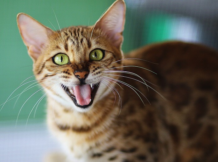 gato de ojos verdes con la boca abierta gritando