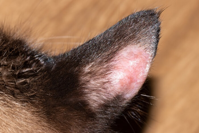Lesión sin pelo en la oreja de un gato