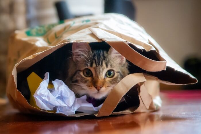 gato estresado escondido en una bolsa de papel